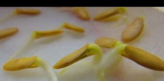 Рассада огурцов: выращивание в домашних условиях, как ее вырастить здоровой и крепкой пошагово с фото Русский фермер