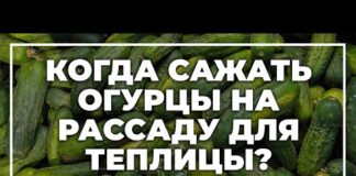 Когда сажать огурцы на рассаду в 2022 году для теплицы: выбор благоприятных дней, особенности выращивания и подходящие сорта