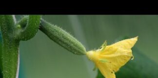 Как и чем подкармливать огурцы в теплице чтобы был хороший урожай