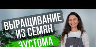 Календарь (сроки) посадки рассады в Подмосковье 2022: когда сажать овощи и цветы – Антонов сад