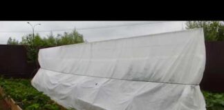 Высадка рассады огурцов в теплицу: технология и полезные советы