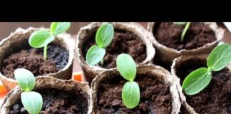 Как пересадить огурцы на другое место и можно ли во время цветения