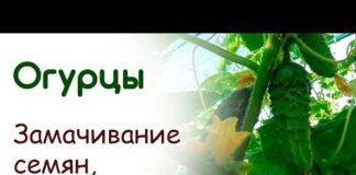 Выращивание огурцов в теплице из поликарбоната: сроки посадки и уход