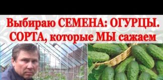 Огурцы на рассаду когда сажать в подмосковье