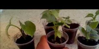 Когда сажать огурцы на рассаду в 2022 году в Подмосковье: благоприятные дни, таблица, особенности посадки рассады