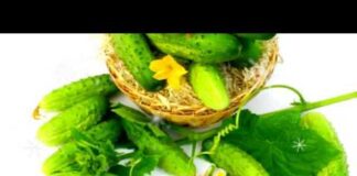 Подкормка рассады огурцов и их выращивание дома: чем удобрять их после всходов, как подкармливать дальше