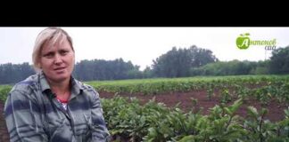 Когда высаживать рассаду в теплицу: сроки высадки по Лунному календарю с благоприятными днями и по регионам – Антонов сад