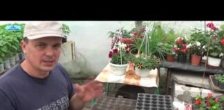 Посадка огурцов на рассаду в 2022 году: правила, сроки, уход