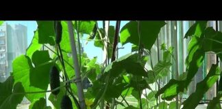 Когда сажать огурцы на рассаду? Лунный календарь посадки огурцов в 2022 году