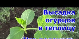 Посадка рассады огурцов в теплицу: как и когда правильно сажать