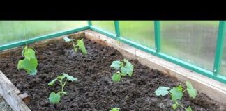 Как высадить рассаду огурцов в теплицу из поликарбоната: когда поливать