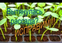 Рассада огурцов вытянулась — что делать и как сажать в грунт?
