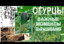 Как сажать в теплицу рассаду огурцов