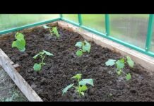 Как и когда сажать рассаду огурцов в теплицу: сроки и правила посадки
