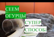 Как высаживать рассаду огурцов в теплицу из стаканчиков