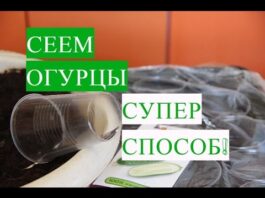 Как высаживать рассаду огурцов в теплицу из стаканчиков