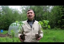 Когда высаживать рассаду помидор огурцов в теплицу из поликарбоната