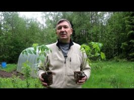 Когда высаживать рассаду помидор огурцов в теплицу из поликарбоната