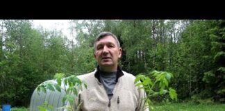 Когда высаживать рассаду помидор огурцов в теплицу из поликарбоната