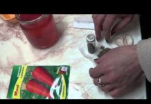 Посев огурцов в 2022 году