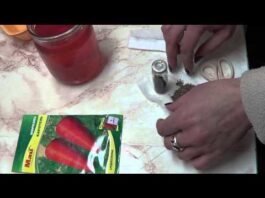 Посев огурцов в 2022 году