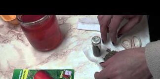 Посев огурцов в 2022 году