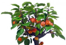 Как вырастить яблоню из косточки