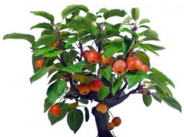 Как вырастить яблоню из косточки