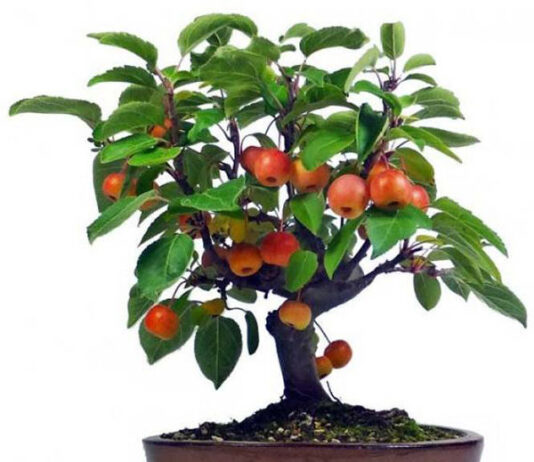 Как вырастить яблоню из косточки