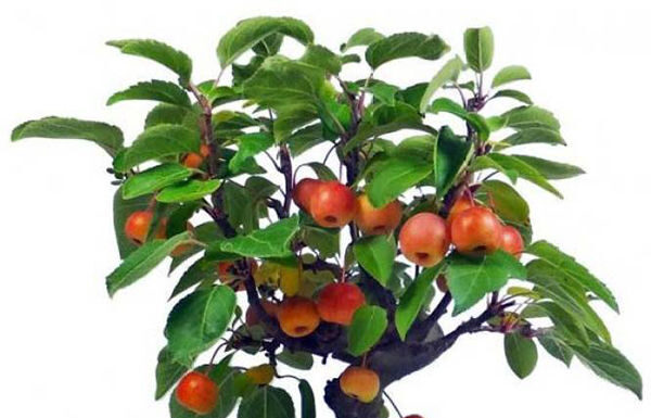 Как вырастить яблоню из косточки