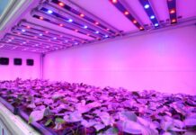 Фитолампы для растений