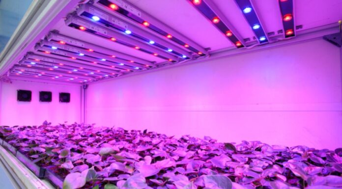 Фитолампы для растений