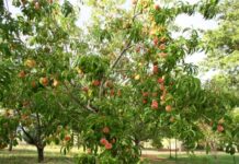 Где можно посадить нектарины на участке