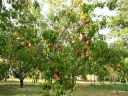 Выращивание эко-продукции в теплице — как можно организовать небольшой бизнес и получать стабильную прибыль