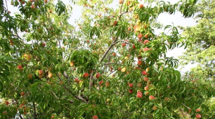 Где можно посадить нектарины на участке