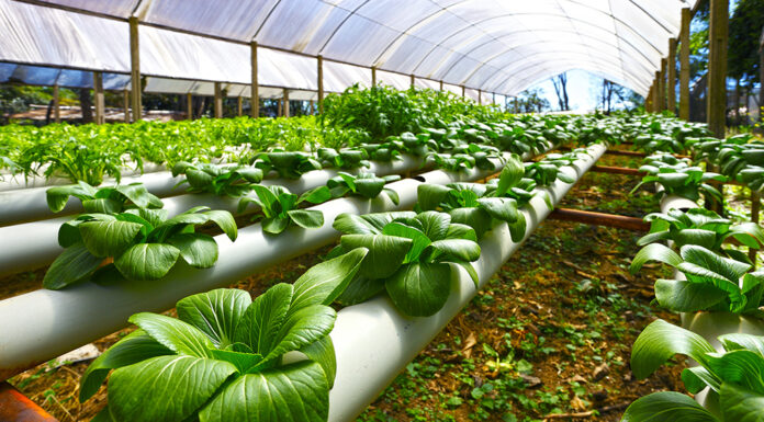 Гидропоника – инновационный и противоречивый способ выращивания растений