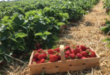 Технология круглогодичного выращивания клубники