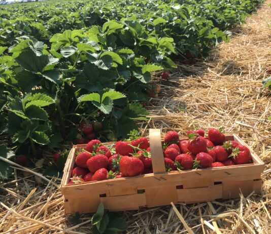 Технология круглогодичного выращивания клубники