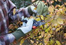 Как подготовить сад к осени?