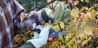 Как подготовить сад к осени?