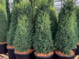 Можжевельник обыкновенный: какие сорта популярны в ландшафтном дизайне, какие кустарники подходят для городской среды, сорт можжевельника с хвоей, меняющей оттенок с переменой сезона