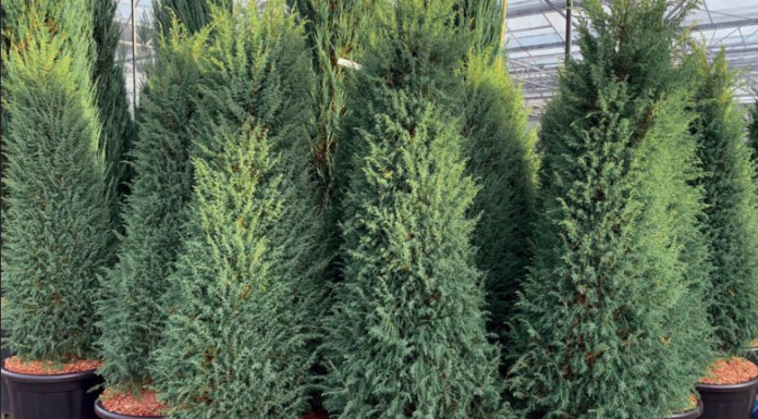 Можжевельник обыкновенный: какие сорта популярны в ландшафтном дизайне, какие кустарники подходят для городской среды, сорт можжевельника с хвоей, меняющей оттенок с переменой сезона