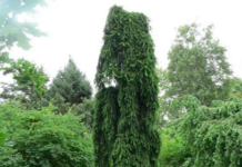 Ель обыкновенная Инверса: чем она интересна, от чего зависит цена на саженец, какие у нее шишки, до какой высоты вырастает дерево, какие у него климатические предпочтения