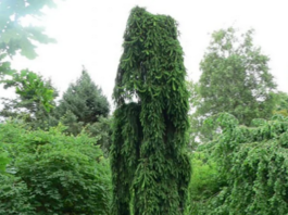 Ель обыкновенная Инверса: чем она интересна, от чего зависит цена на саженец, какие у нее шишки, до какой высоты вырастает дерево, какие у него климатические предпочтения