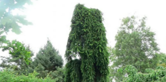 Ель обыкновенная Инверса: чем она интересна, от чего зависит цена на саженец, какие у нее шишки, до какой высоты вырастает дерево, какие у него климатические предпочтения