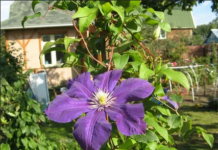 Саженцы клематисов