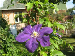 Саженцы клематисов
