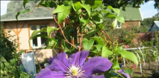 Саженцы клематисов