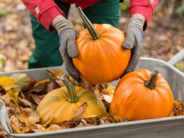 Когда убирать тыкву с грядки, как определить спелость тыквы