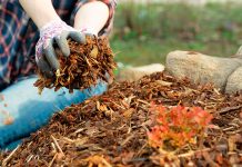 Особенности мульчирования в садоводстве